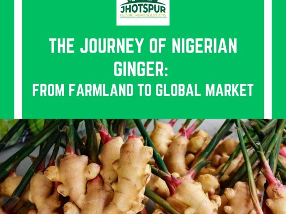 The Journey of Nigerian Ginger: From Farmland to Global Market!