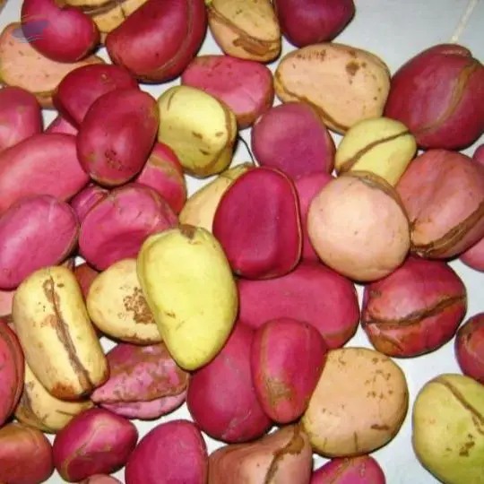 Kolanut