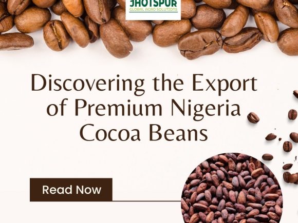 Discovering the Export of Premium Nigeria Cocoa Beans